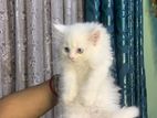 pure doll face Persian kitten female