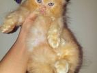 Pure Female Parsiyan Cat