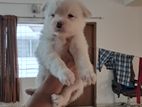 Pure Female White German Spitz Puppy For Urgent Sale