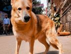 Pure german shepherd