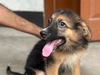 pure german shepherd puppy for sale
