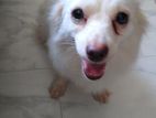 pure German Spitz for sale price fixed