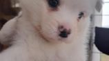 Pure German Spitz Male And Female Puppies For Sale