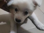 Pure Japanese Spitz breed