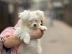 PURE LHASA APSO(MALE)