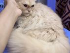 Pure Light Persian Female Cat for Sale