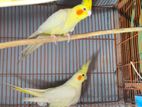 Pure Lutino Cockatiel Pair