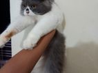 Pure Male Persian Cat