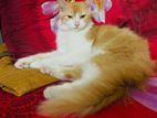 Pure Mix Breed Cat