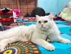 Pure parcian Male cat sell