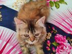 Pure Parisian Female Cat