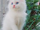 Pure Parisian female kitten blue eye cat