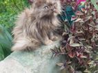 Pure Parisian Female Kitten Cat