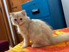 Pure parshian male cat