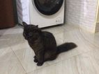 Pure Parsian black cat