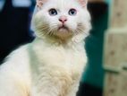 Pure Parsian Cat