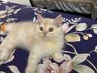 Pure parsian Cat