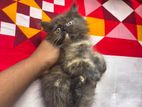 Pure Parsian Cat