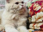 Pure parsian cat