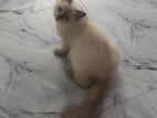 Pure Parsian Cat