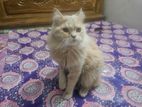 Pure Parsian Cat Long Heair