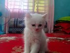 Pure Parsian Female Cat