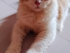 Pure Parsian Female Kitten