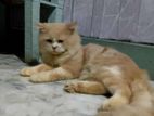 pure parsian cat for sell.