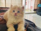Pure Parsian Kitten