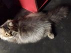 Pure Parsian long coat male cat