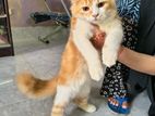 Pure Parsian.... Male Cat