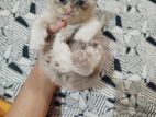 Pure Parsian Male Female Kitty