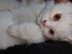 Pure Parsian Odd eyes cat