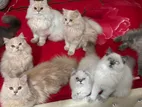 Pure parsian triple cort kittens and adult male female both