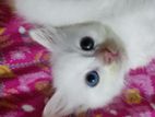 pure parsian white kitten