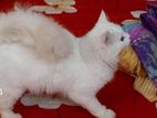 Pure Parsien Male / Female for sell