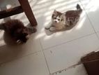 Pure parsin kitten