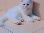 Pure Parsiyan Cat 100% White