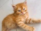 Persian Cat for sale