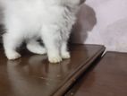 Pure Partial Female Kitten Blue Eyes Triple Code