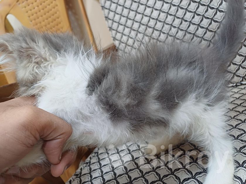 pure colour envy flash fire