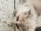 pure persian 03 months old 2 male kitten