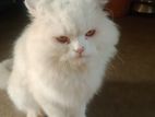 Pure persian 3 coat male