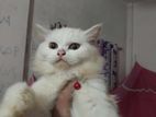 Pure persian 3 code .. pregnant ...!