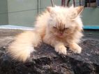 Pure Persian Cat