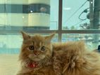 Pure persian 4 month female kitten cat