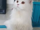 pure persian active male cat