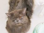 pure Persian active male cat