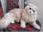Pure persian adult active male