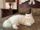 Pure Persian Adult Breeding Male